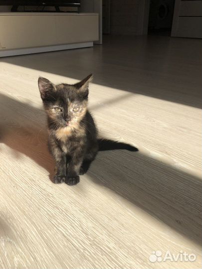 Котенок бесплатно