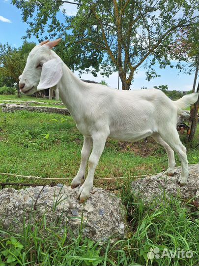 Коза, козлята