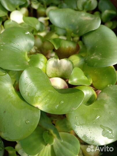 Эйхорния водный гиацинт