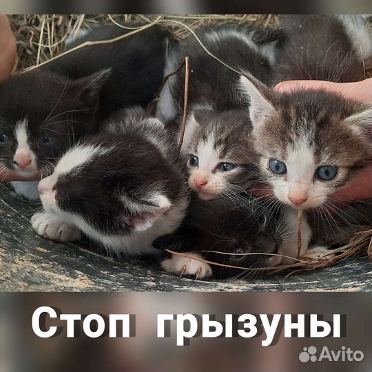 Котята крысоловы