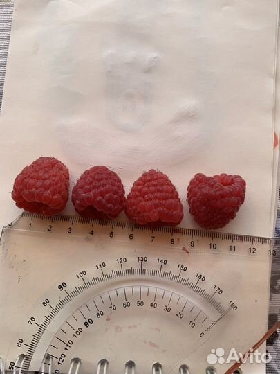 Саженцы малины Таруса(малиновое дерево)