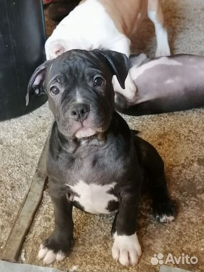 Мальчик булли