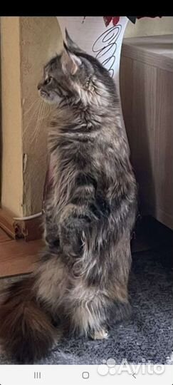Котята мейн кун