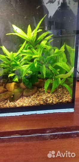 Индийский папоротник