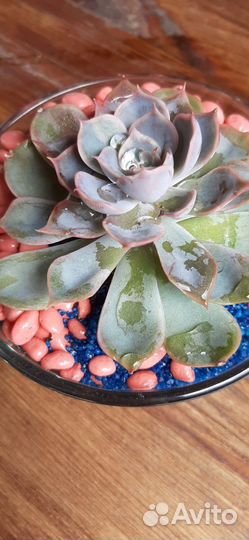 Кактусы, олеандр