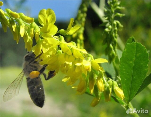 Семена Донника 