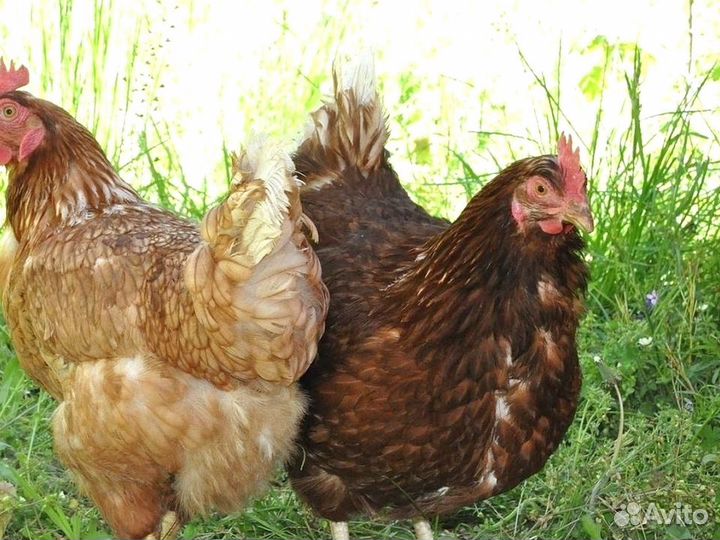 Куры несушки Кросс Коралл порода