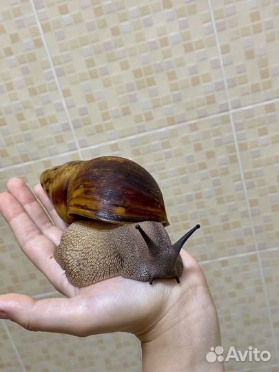 Улитки архахатины