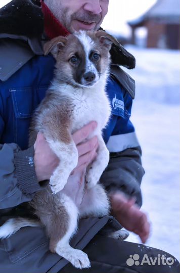 Щенок для дома охрана