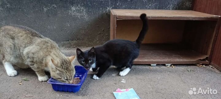 Черный котенок бесплатно