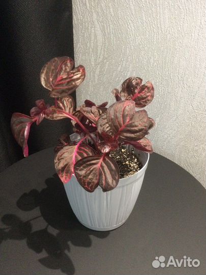 Просто цветы