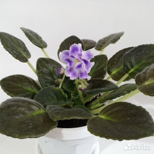 Цветы. Растения. Фиалки