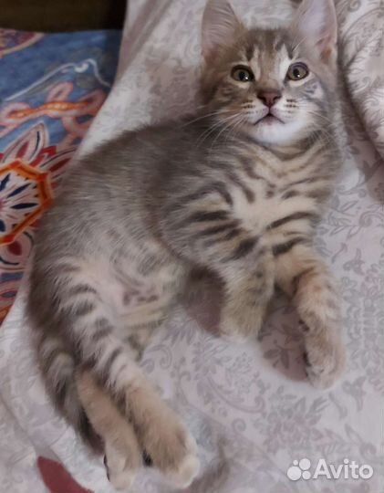 Котенок