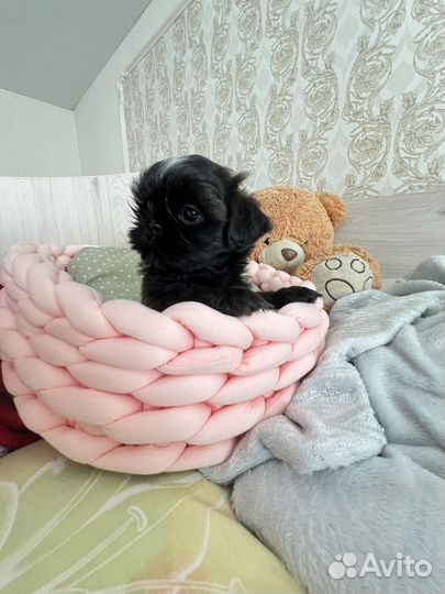 Девочка мини