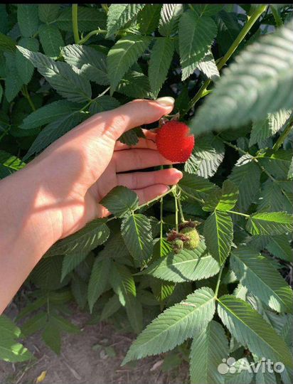 Малина тибетская