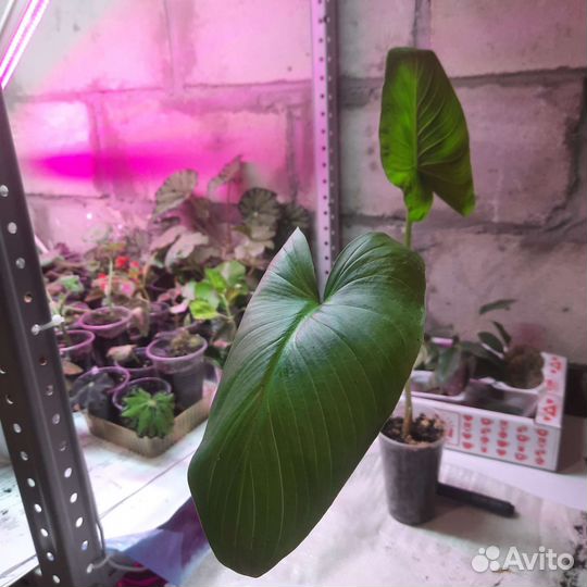 Очиток розовый, калла эфиопская