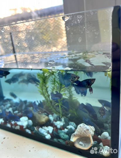 Рыбка петушок