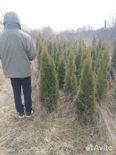 Туя смарагд