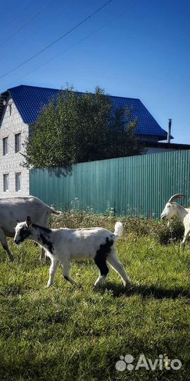 Козочки и козлики от высокоудойных родителей