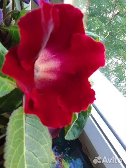 Детки глоксинии