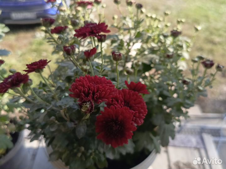 Хризантемы мультифлора