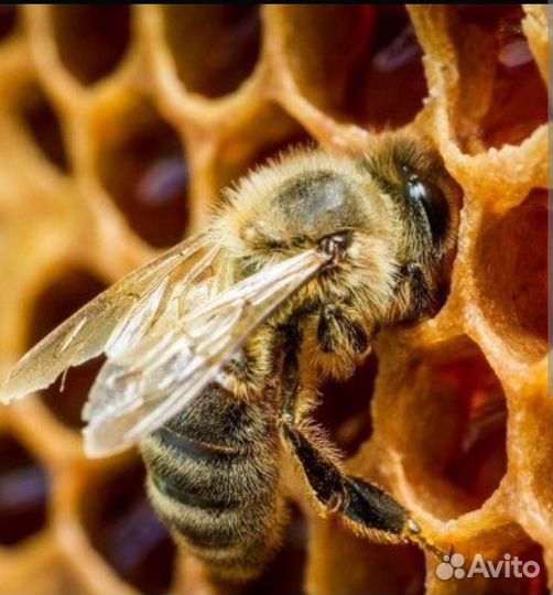 Пчелопакеты