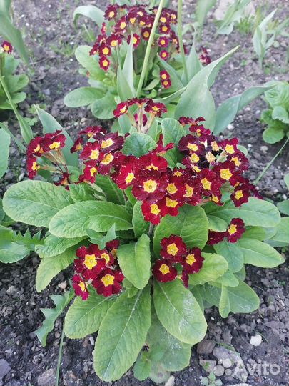 Примула 3 вида в наличии