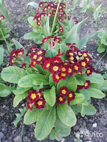 Примула 3 вида в наличии