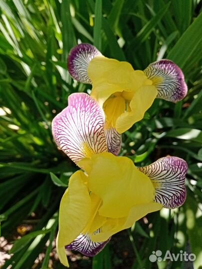 Ирисы бородатые