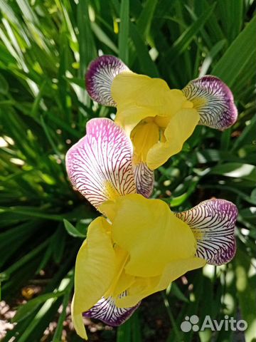 Ирисы бородатые