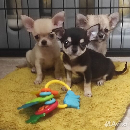 Чихуахуа мини