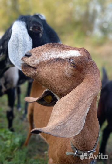 Коза нубийская