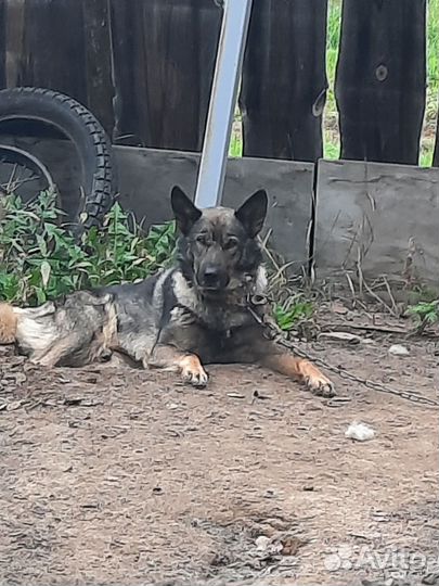 Щенки метисы