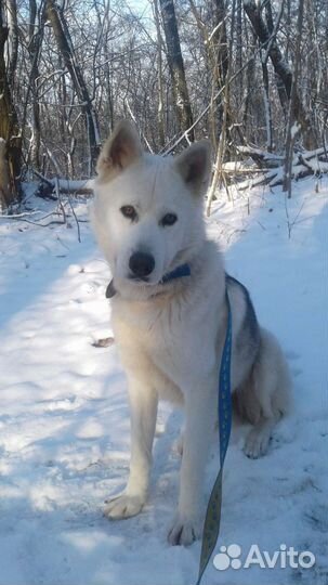 Собака в добрые руки хаски фенотип