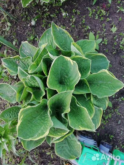 Хоста садовые цветы многолетние