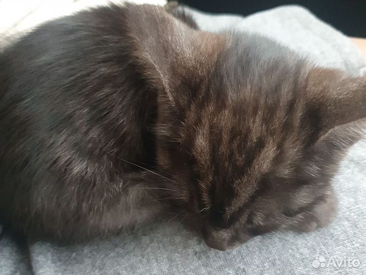 Спасите котенка