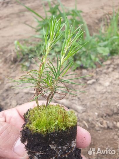 Сеянцы сосны зкс