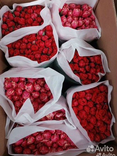 Тюльпаны оптом К 8 марта