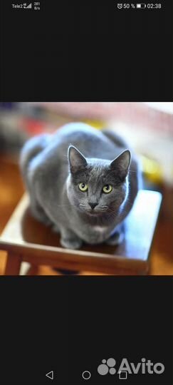 В добрые руки