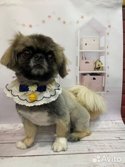 Вязка собак пекинес