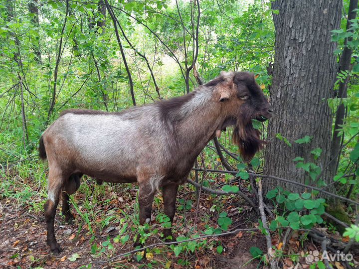 Нубийский козел 100