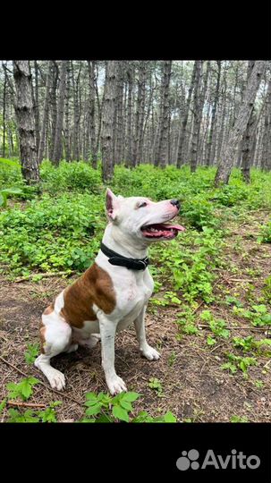 Вязка Питбультерьер