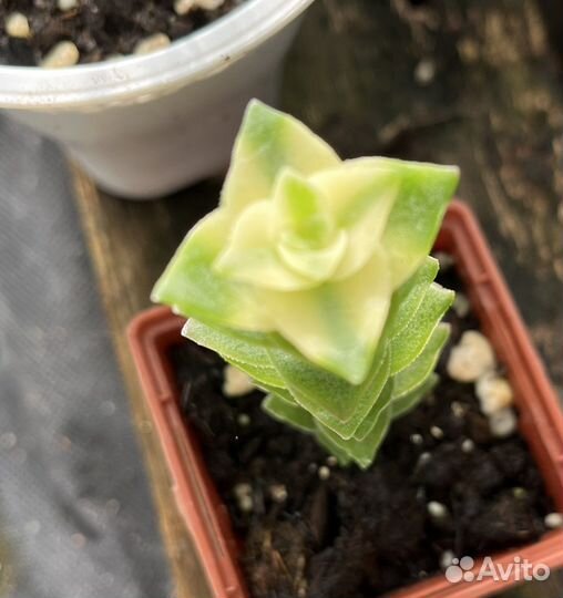 Кактусы и суккуленты