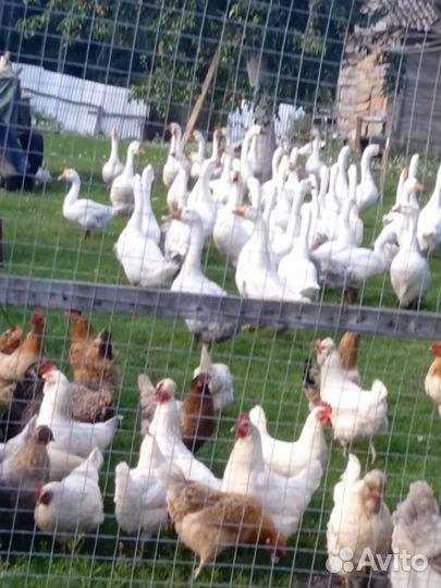 Гусиное яйцо