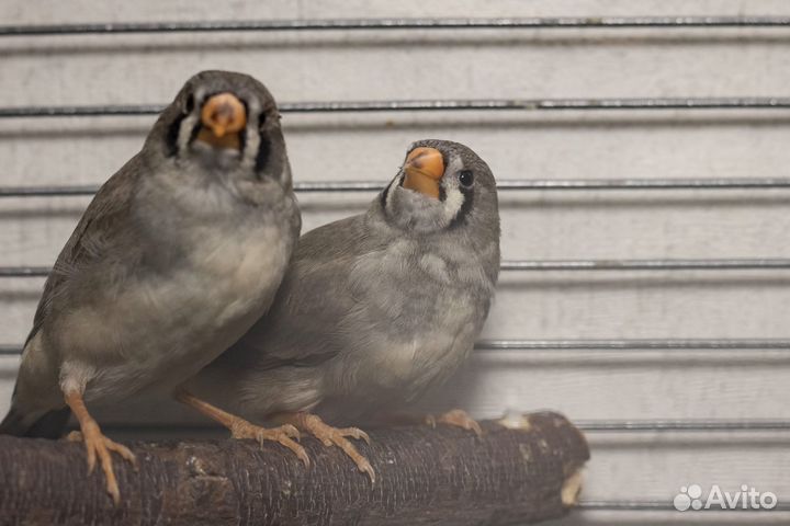 Зебровые амадины