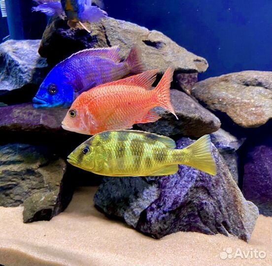 Цихлиды группы Утака