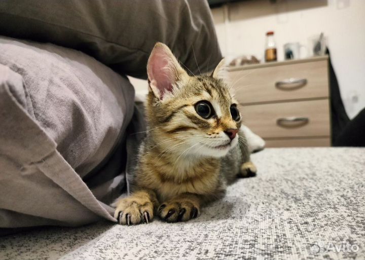 Котёнок отдам в добрые руки