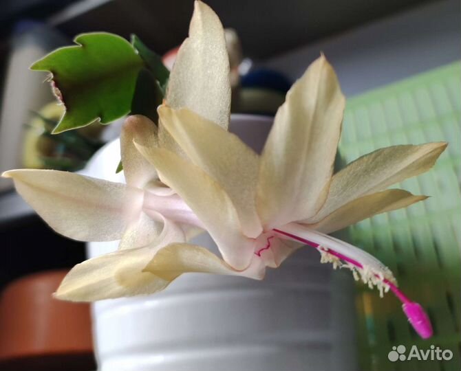 Декабрист шлюмбергера желтый