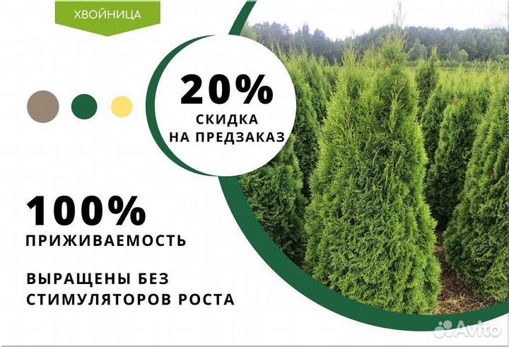 Туя Смарагд 1,8-2 м