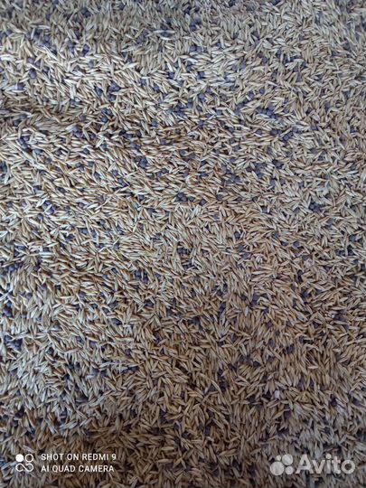 Семена вика овес